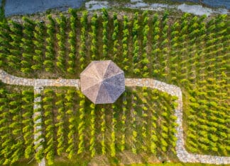 Pražské vinice zrodily novou tradici. Víkendové „otevřené sklepy“ nabídnou ochutnávky, prohlídky i besedy vinice s altánem