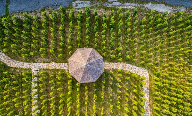 Pražské vinice zrodily novou tradici. Víkendové „otevřené sklepy“ nabídnou ochutnávky, prohlídky i besedy vinice s altánem