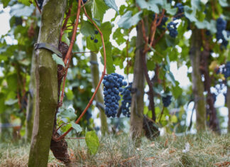 Velkopavlovicko v Národní soutěži vín opanovalo Vinařství Kamil Prokeš. Opět nejlepší a v rekordní konkurenci