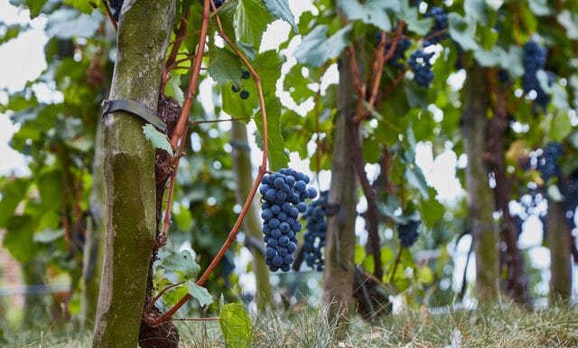 Velkopavlovicko v Národní soutěži vín opanovalo Vinařství Kamil Prokeš. Opět nejlepší a v rekordní konkurenci