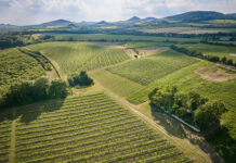 Nejlepší vína z Čech na Kavalírce. Z prvního kola Salonu vín 2025 do Prahy vinice oblasti Čechy