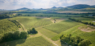 Nejlepší vína z Čech na Kavalírce. Z prvního kola Salonu vín 2025 do Prahy vinice oblasti Čechy