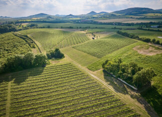 Nejlepší vína z Čech na Kavalírce. Z prvního kola Salonu vín 2025 do Prahy vinice oblasti Čechy