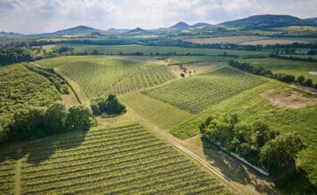 Nejlepší vína z Čech na Kavalírce. Z prvního kola Salonu vín 2025 do Prahy vinice oblasti Čechy