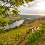 Weinbergterassen zwischen Gambach und  Karlstadt im Naturschutzgebiet Grainberg-Kalbenstein , Landkreis Main-Spessart, Unterfranken, Bayern, Deutschland