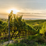 Weinberg in Rheinhessen bei Horrweiler