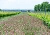 ČERVENEC VE VINICÍCH. Otevřené sklepy, koncerty mezi vinicemi i noční putování pod hvězdami