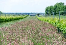 ČERVENEC VE VINICÍCH. Otevřené sklepy, koncerty mezi vinicemi i noční putování pod hvězdami