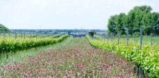 ČERVENEC VE VINICÍCH. Otevřené sklepy, koncerty mezi vinicemi i noční putování pod hvězdami