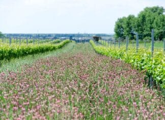 ČERVENEC VE VINICÍCH. Otevřené sklepy, koncerty mezi vinicemi i noční putování pod hvězdami
