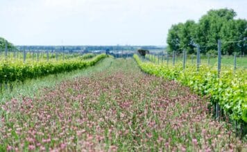 ČERVENEC VE VINICÍCH. Otevřené sklepy, koncerty mezi vinicemi i noční putování pod hvězdami
