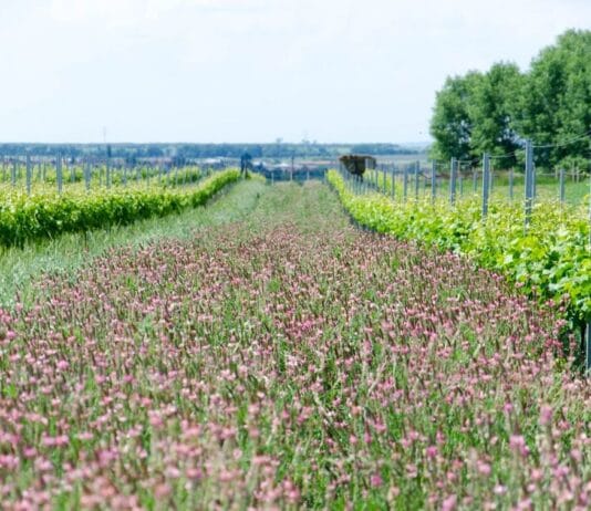 ČERVENEC VE VINICÍCH. Otevřené sklepy, koncerty mezi vinicemi i noční putování pod hvězdami