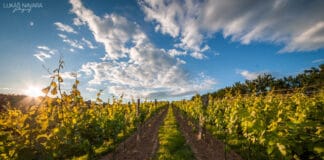 MAGNET NA TURISTY: Vinařství Štěpán Maňák. Vedle medailí nese i titul Nejlepší turistický cíl roku