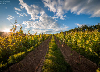 MAGNET NA TURISTY: Vinařství Štěpán Maňák. Vedle medailí nese i titul Nejlepší turistický cíl roku
