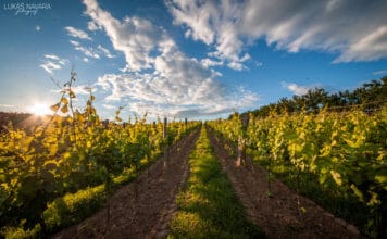 MAGNET NA TURISTY: Vinařství Štěpán Maňák. Vedle medailí nese i titul Nejlepší turistický cíl roku