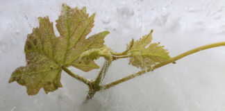 Křehkost planety i zranitelnost révy. Fotografická soutěž OIV zná vítěze