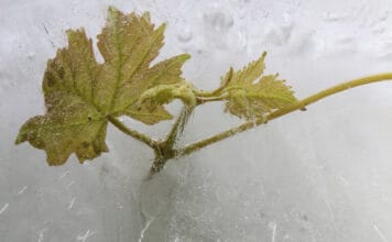 Křehkost planety i zranitelnost révy. Fotografická soutěž OIV zná vítěze