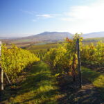 CHATEAU_VALTICE_VINICE_PALAVA