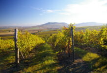 Na Mikulovsku zvítězil Syrah! Morava se ohřívá a Národní soutěž vín zažívá nejedno překvapení