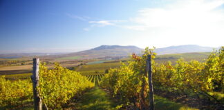 Na Mikulovsku zvítězil Syrah! Morava se ohřívá a Národní soutěž vín zažívá nejedno překvapení