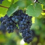 Pinot noir