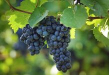 Pohár Karla IV. přináší příležitost pro nejlepší Rýňáky a Rulandské modré