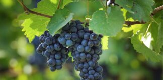 Pohár Karla IV. přináší příležitost pro nejlepší Rýňáky a Rulandské modré