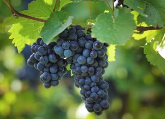 Pohár Karla IV. přináší příležitost pro nejlepší Rýňáky a Rulandské modré