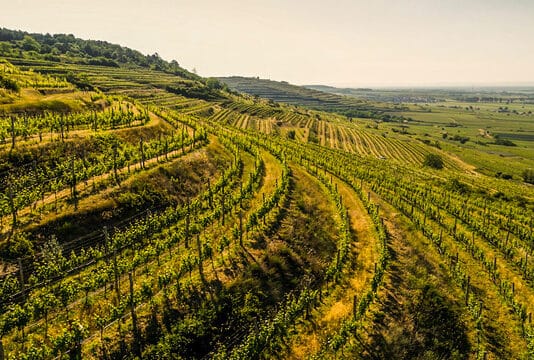 RAKOUSKÁ SKLIZEŇ 2026: Malé bobule, velká aromatika