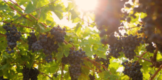 Valpolicella ročník 2024. Deště, krupobití i vedra, ale kvalita je vybojována