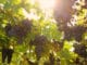 Valpolicella ročník 2024. Deště, krupobití i vedra, ale kvalita je vybojována