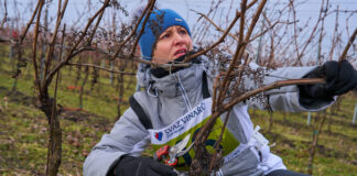 Mistrovství v řezu révy vinné oslavilo „dvacetiny“. Zlaté nůžky vybojoval Tomáš Zámečník pro Vinařství Tetur