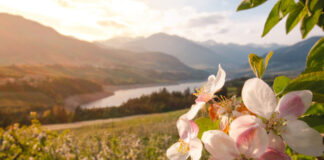 Rozkvetlými loukami i vinicemi za chutěmi i zážitky Trentina