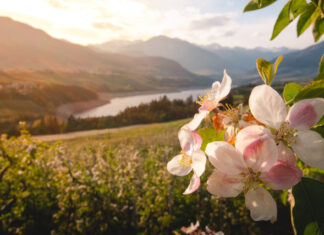 Rozkvetlými loukami i vinicemi za chutěmi i zážitky Trentina