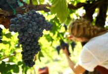 NEZÁVISLÍ VINAŘI ČR POSÍLILI. Josef Valihrach mladší víceprezidentem evropského hnutí