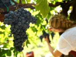 Vinobraní 2026: Sucho bere hroznům objem. O kvalitě ročníku ale ještě rozhodnuto není