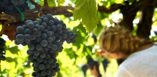 NEZÁVISLÍ VINAŘI ČR POSÍLILI. Josef Valihrach mladší víceprezidentem evropského hnutí