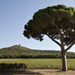 Guado al Tasso_Antinori_2
