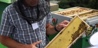 POJEĎTE V MEDU O VÍKENDU. Medovina, jarní medové lívanečky, medovník… Národní zemědělské muzeum voní sladce