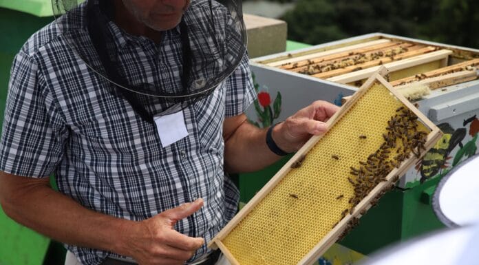 POJEĎTE V MEDU O VÍKENDU. Medovina, jarní medové lívanečky, medovník… Národní zemědělské muzeum voní sladce