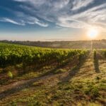 Toskansko_zdroj_foto_Global_Wines