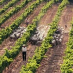 ovelles_castellroig-8562_low_res