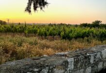 Vinařské stezky v Castilla y León. Ribera del Duero – příběh první Ribera del Duero to je nejen lahodné Tempranillo, ale spousta dalších chutí... Nádherná krajina... Historie... Emoce...