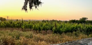 Vinařské stezky v Castilla y León. Ribera del Duero – příběh první Ribera del Duero to je nejen lahodné Tempranillo, ale spousta dalších chutí... Nádherná krajina... Historie... Emoce...