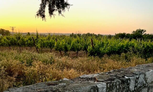 Vinařské stezky v Castilla y León. Ribera del Duero – příběh první Ribera del Duero to je nejen lahodné Tempranillo, ale spousta dalších chutí... Nádherná krajina... Historie... Emoce...