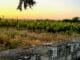 Vinařské stezky v Castilla y León. Ribera del Duero – příběh první Ribera del Duero to je nejen lahodné Tempranillo, ale spousta dalších chutí... Nádherná krajina... Historie... Emoce...