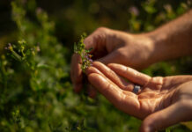 NOVÝ REKORD. Rakousko si udržuje prvenství v ekologickém vinohradnictví. A Česko?