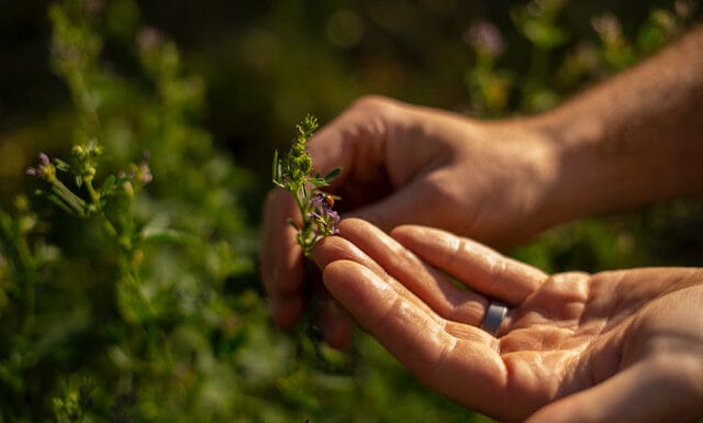 NOVÝ REKORD. Rakousko si udržuje prvenství v ekologickém vinohradnictví. A Česko?