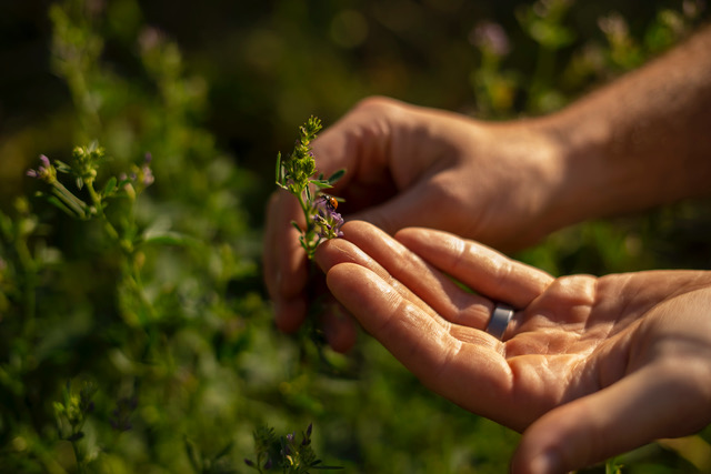 OeWM_Robert-Herbst_bluete_im_weingarten_winzerjahr_2021_herbst-5470