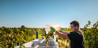 Slavnosti vinobraní, to je burčák, historické průvody i kroje. Ale i husičky či dýně